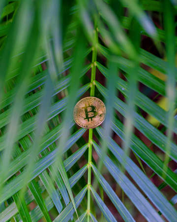 Bitcoin (BTC) in green tropical leaf. Cryptocurrency ideas and technologies of the future. digital currency, money, financial system, bitcoin's environmental impact. cryptocurrency mining businessの写真素材