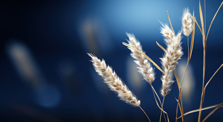 background of ripening ears of yellow wheat field at sunset cloudy orange sky background. Copy space of setting sun rays on the horizon on a rural meadow Close-up photo of nature The idea of a rich harvestの素材