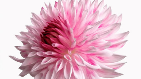 the wind whirls the pink petals of a flower on a white backgroundの素材