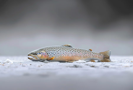 Close-up of a beautiful fish lying on the snowy ground, capturing the intricate patterns and colors of its skinの素材