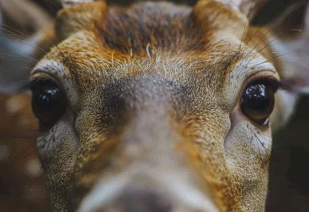 A majestic deer close-up: the beauty and tranquility of the wildの素材