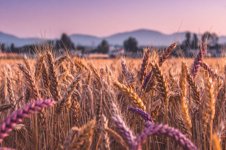 Golden wheat stalks sway gently in the evening breeze as the sun sets, creating a serene landscape. Soft purple hues fill the sky behind distant mountains, enhancing the peaceful scene.の素材