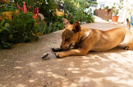 Dog and beetle. Funny dog and terrible beetle. Sketch Rare unique photo. Hilarious funny caseの写真素材