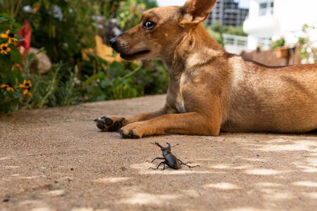 Dog and beetle. Funny dog and terrible beetle. Sketch Rare unique photo. Hilarious funny caseの写真素材