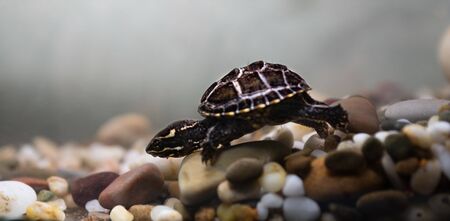 Common musk turtle Sternotherus odoratus in a pond.の写真素材