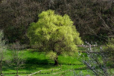 Green rural landscape with countryside nature backgroundの写真素材