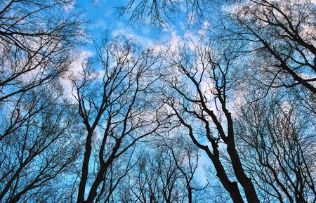 Autumn trees without foliage against the blue sky with clouds
