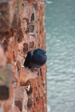 A pigeon sits on an old brick vertical wall. Below on a blurred background is the riverの写真素材