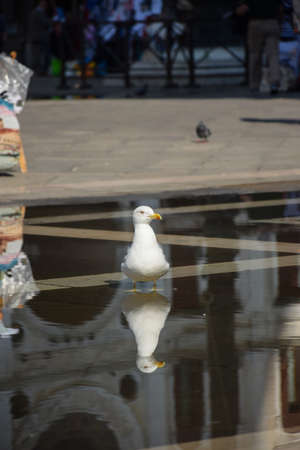 Ivory seagull stands on the square in the water. The background behind her is blurred.の写真素材