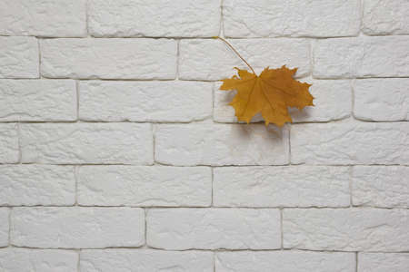 A maple leaf hangs on a light brick wall on the right side. The left side of the wall is emptyの写真素材