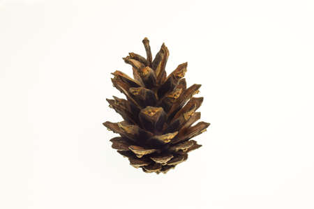 Christmas tree cone on a clean white clipping background. Close-up photographed. Single object