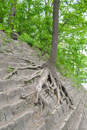 A tree grows on a stepped stone terrace on the mountain, which clung to it with roots. Lush greenery...