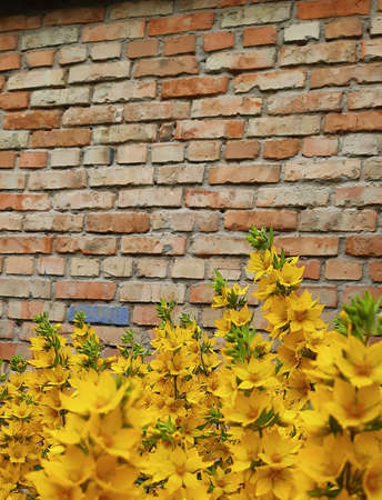 Bright yellow flowers on a brick wall background.