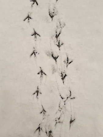 Many deep footprints of birds on white snow for the whole frame