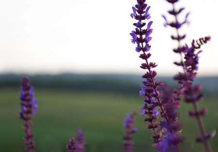 Several stems of sage flowers growing in the meadow. The background is very blurredの写真素材