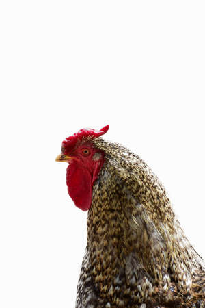 Variegated rooster head and neck on white clipping background at bottom of frameの写真素材