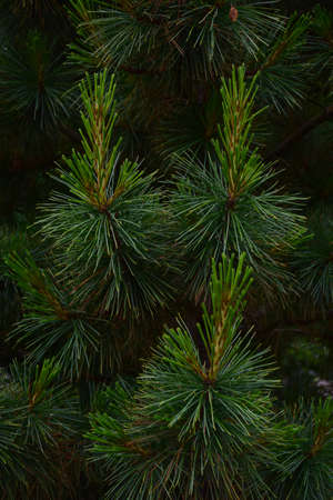 Close-up of pine branches for the whole frame with well-visible large individual needles and beautiful green natural shadesの写真素材