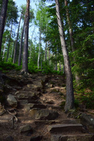 An empty staircase made of stones in a summer forest for climbing a hill or mountain.の写真素材