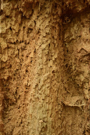 Old, dry, insect-eaten tree with a clear structure