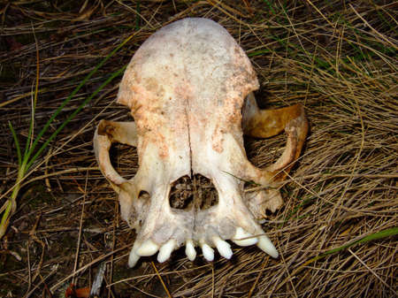 The skull of an unknown animal lies on dry grass. Photographed close-upの写真素材