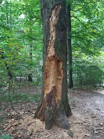 Old, dry, insect-eaten tree with a clear structure