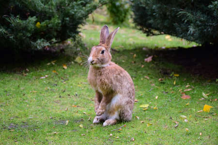 A large hare or rabbit is sitting on the green grassの写真素材
