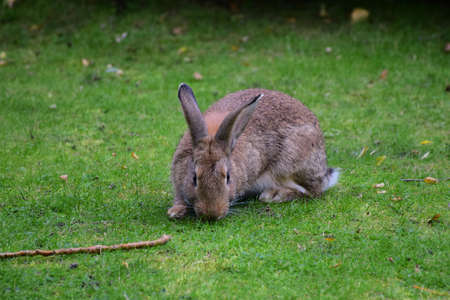 A large hare sits on the green summer grass and eats it