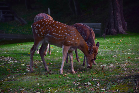 Three young sika deer graze in the autumn forest and eat green grassの写真素材