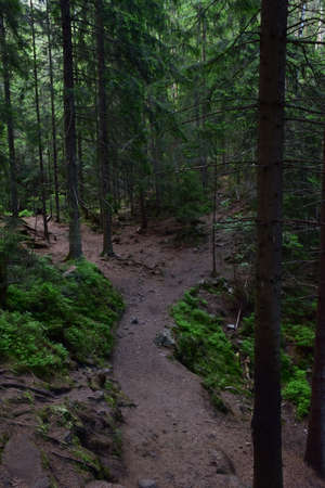 A winding dirt path between trees in an evergreen coniferous forest