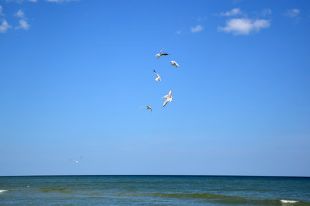 Several seagull birds fly over the sea and fight for food against the blue skyの写真素材