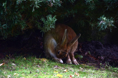 A hare sits on under a bush in blurred shadow. It is hard to see, the focus is blurred on purpose. His ears are pressed to his headの写真素材