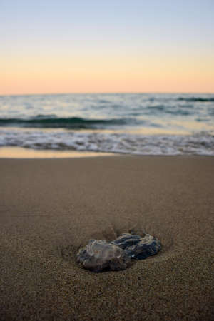 A small jellyfish lies on a sandy sea beach against a highly blurred background of the evening sky and seaの写真素材