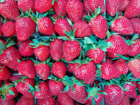 A crop of red strawberries lies in plastic boxes all over the frame close-upの写真素材