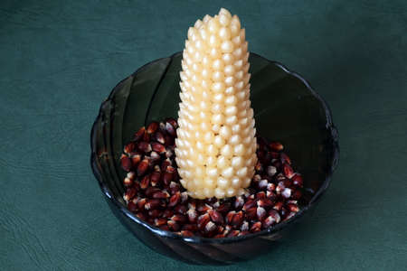 An ear of popcorn corn lies in a plate with dark-colored popcorn grains on a green background