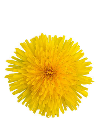 Bright yellow dandelion flower close-up in the center of the frame on a white clipping backgroundの写真素材
