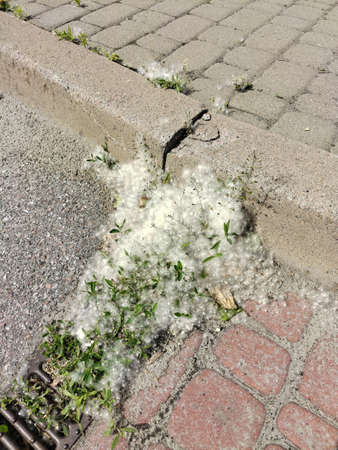 Blooming poplar fluff on the sidewalk close-up, near the curb. Causes an allergic reactionの写真素材