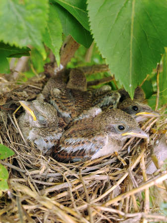 Several small gray chicks in the nest close-up hid under the leaves