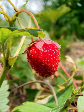 Ripe strawberry grows on a bush close-up illuminated by the sun. The background is blurryの写真素材