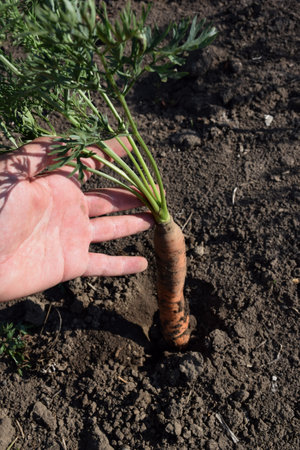 A hand pulls a young fresh carrot from the dry ground. close upの写真素材
