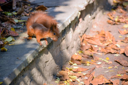 A squirrel sits on a curb in a city park with a walnut in its teeth. Near her are branches of a tree with leavesの写真素材