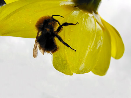 A bee hanging on a yellow flower close-up. The background is white. View from below