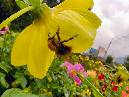 Close-up of a bee hanging on the petals of a yellow flower. The background of the flower bed is...