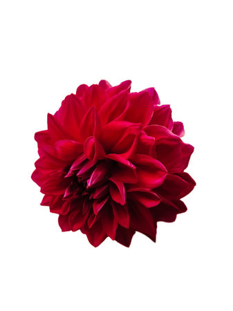 Bright red dahlia flower on a white background for clipping. Top view, bud onlyの写真素材