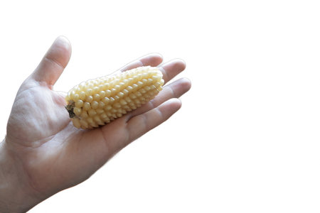 The beginning of popcorn corn is held by a hand on a clipping path on a white background. On the right there is a place to insert textの写真素材