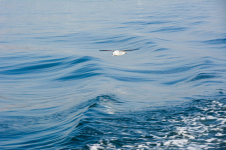 A lone seabird, a seagull, flies low over the blue waves. The background is blurredの写真素材