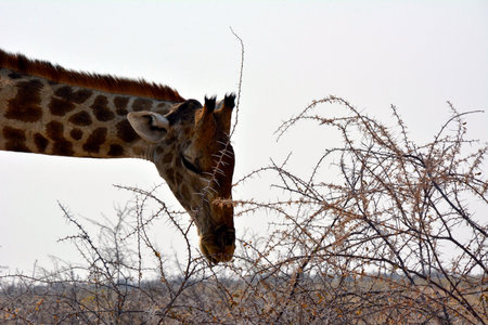 Head and neck close-up of an adult giraffe feeding on thorns from a tree in the Namibian savannah, Africaの写真素材