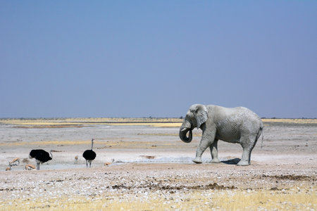 A grand old elephant walks through the rocky desert to meet ostriches and antelopes. Endless rocky desert in the backgroundの写真素材