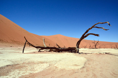 A view of a dry tree trunk lying in the desert against a background of sand dunes and a blue sky. environmental dehydrationの写真素材