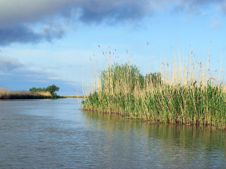Thickets of green reeds on the bank of a calm river against the background of a blue sky with cloudsの写真素材