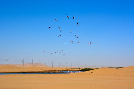 A flock of flamingos flies over the river in the desert. A high-voltage power line is in the background. Birds fly against the background of a clear blue skyの写真素材